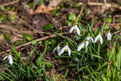 Schneeglöckchen (Galanthus)