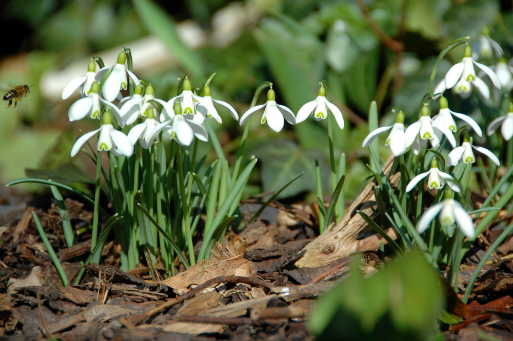 Schneeglöckchen (Galanthus)