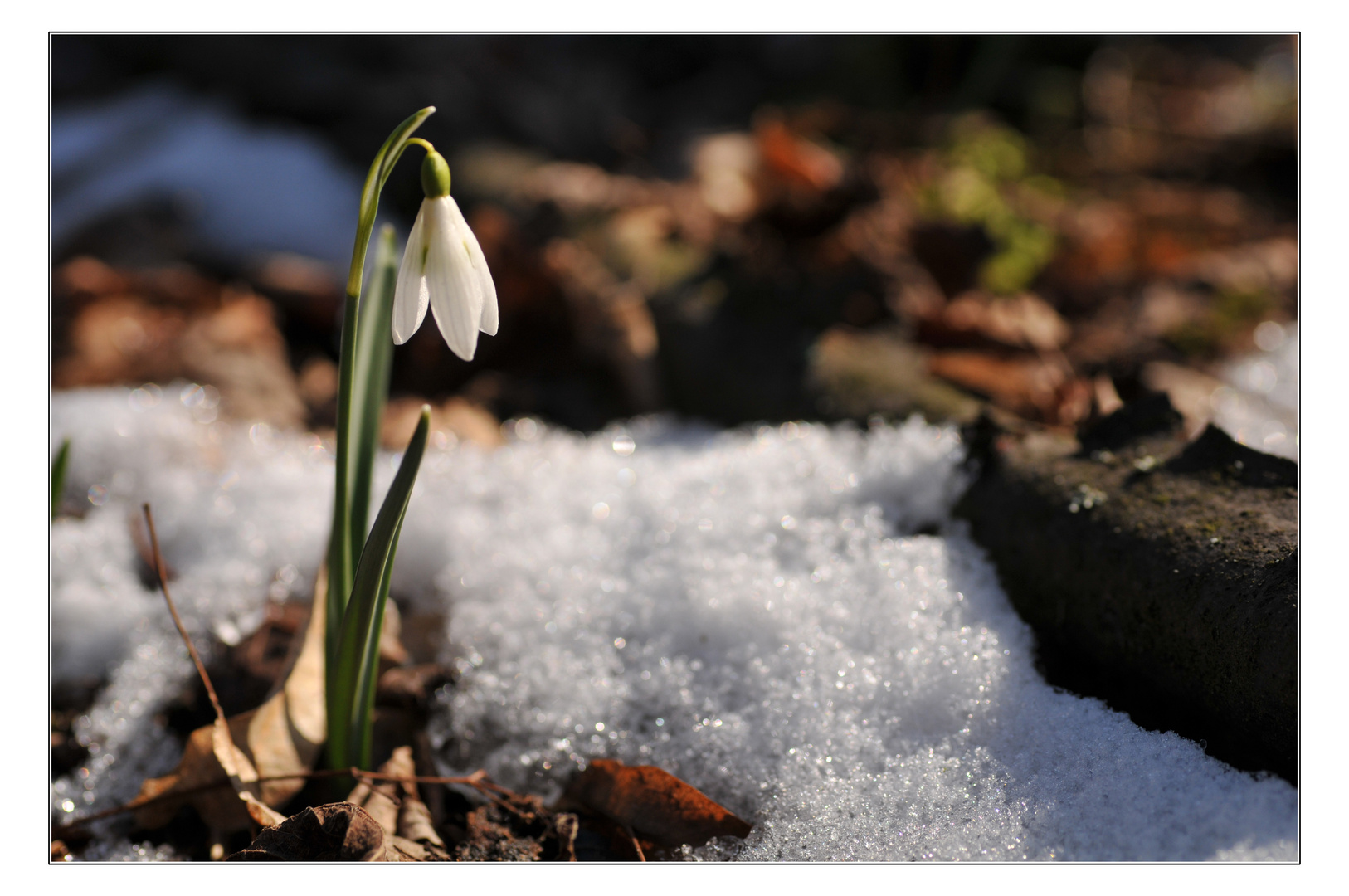 Schneeglöckchen- Galanthus