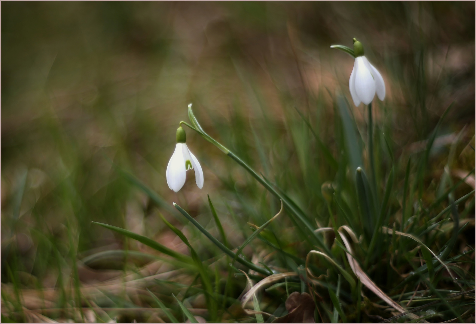 Schneeglöckchen (Galanthus).