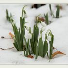 Schneeglöckchen (Galanthus)...