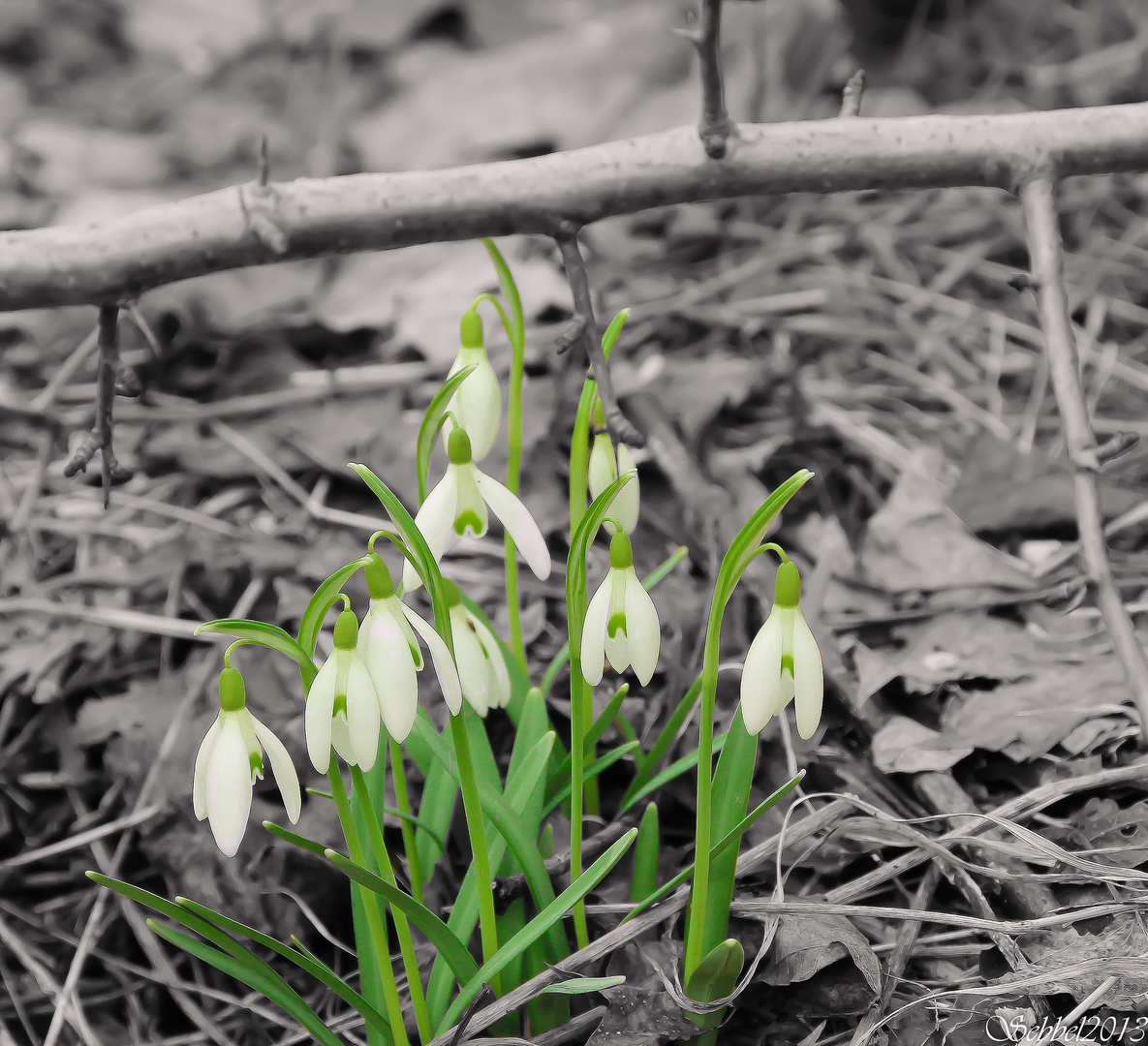 Schneeglöckchen (Galanthus)