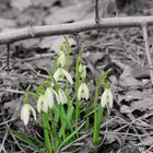 Schneeglöckchen (Galanthus)