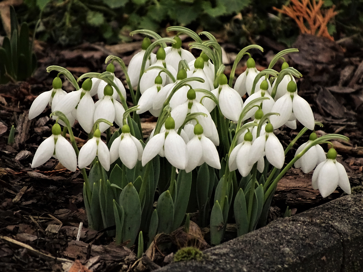 Schneeglöckchen ( Galanthus)