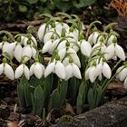 Schneeglöckchen ( Galanthus)