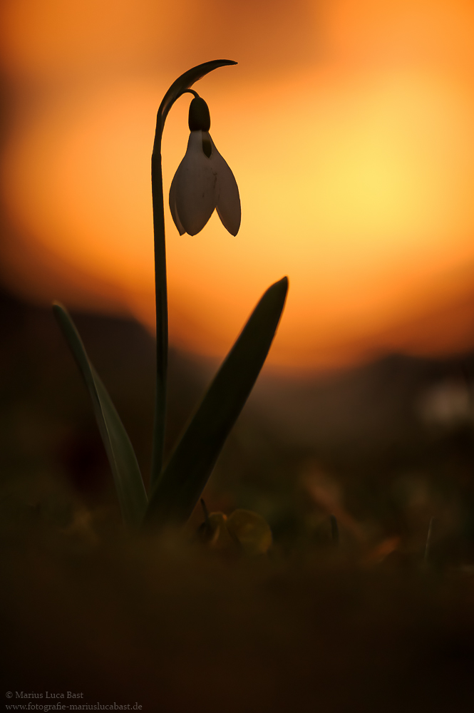 Schneeglöckchen (Galanthus)