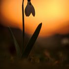 Schneeglöckchen (Galanthus)