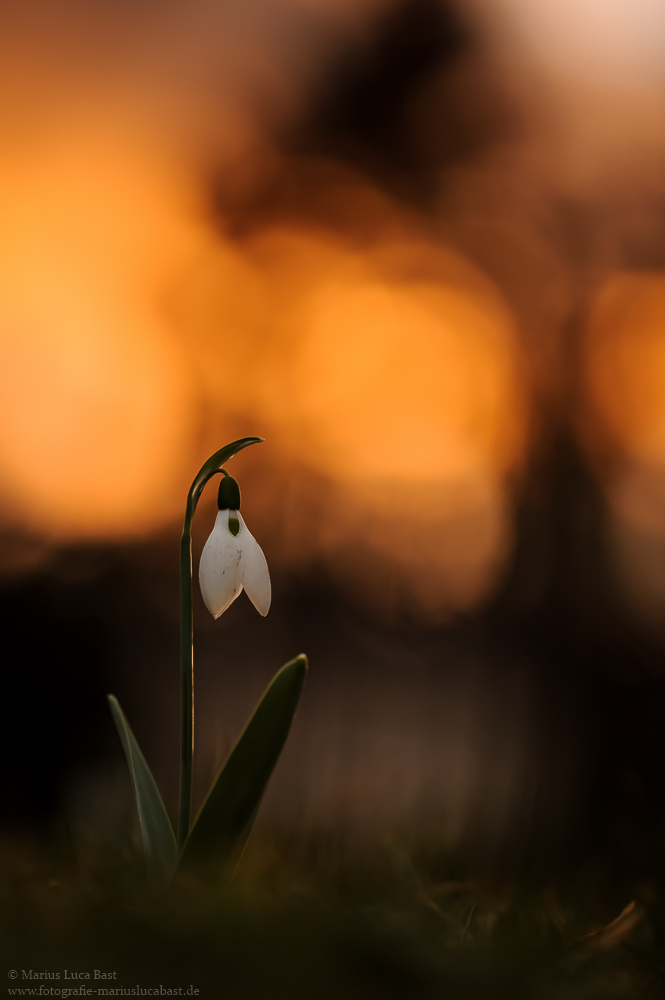 Schneeglöckchen (Galanthus)