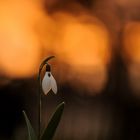 Schneeglöckchen (Galanthus)