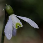 Schneeglöckchen (Galanthus)