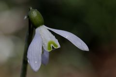 Schneeglöckchen (Galanthus)