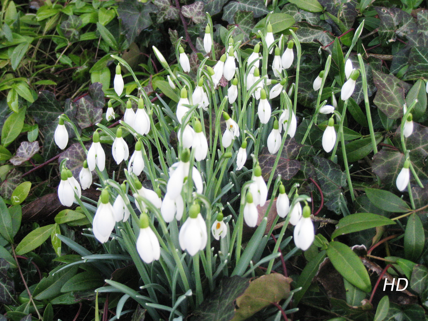 Schneeglöckchen (Galanthus)