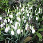 Schneeglöckchen (Galanthus)