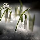 Schneeglöckchen (Galanthus).