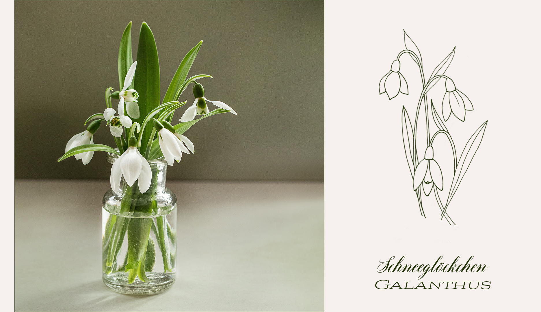 Schneeglöckchen - Galanthus III.