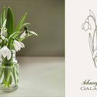 Schneeglöckchen - Galanthus III.