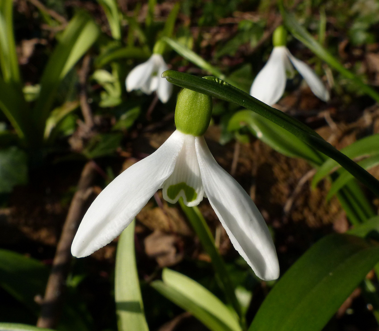 Schneeglöckchen (Galanthus) im heimischen Garten