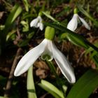 Schneeglöckchen (Galanthus) im heimischen Garten