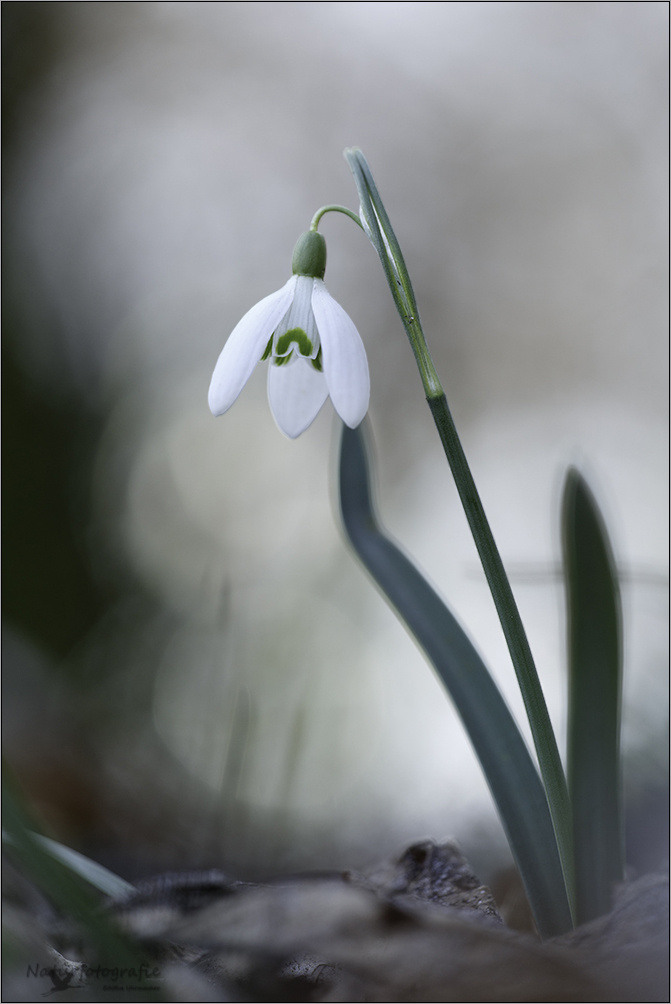 schneeglöckchen ( galanthus nivalis ) 01/13