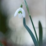 schneeglöckchen ( galanthus nivalis ) 01/13