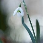 schneeglöckchen ( galanthus nivalis ) 01/13