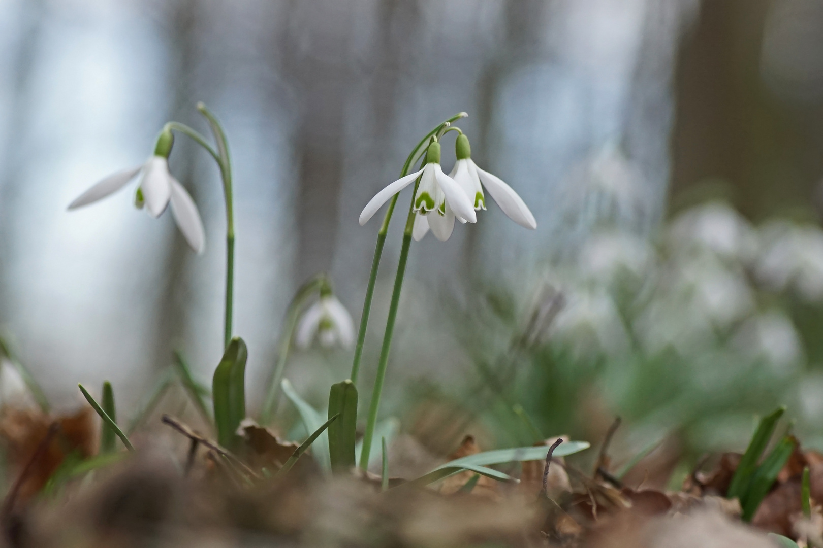 Schneeglöckchen (Galanthus nivalis)