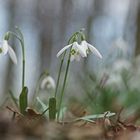 Schneeglöckchen (Galanthus nivalis)