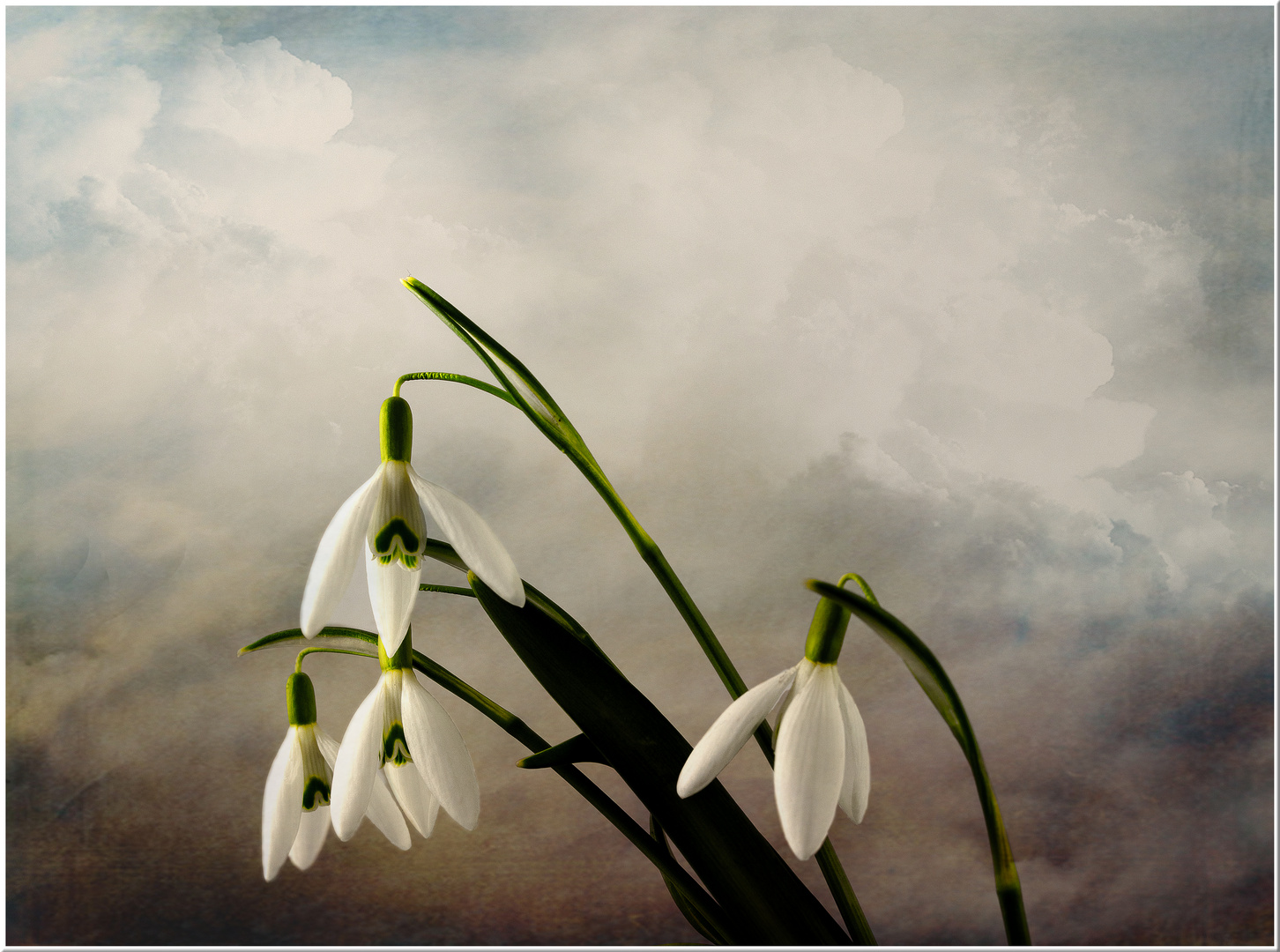 Schneeglöckchen ( Galanthus nivalis)