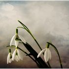 Schneeglöckchen ( Galanthus nivalis)