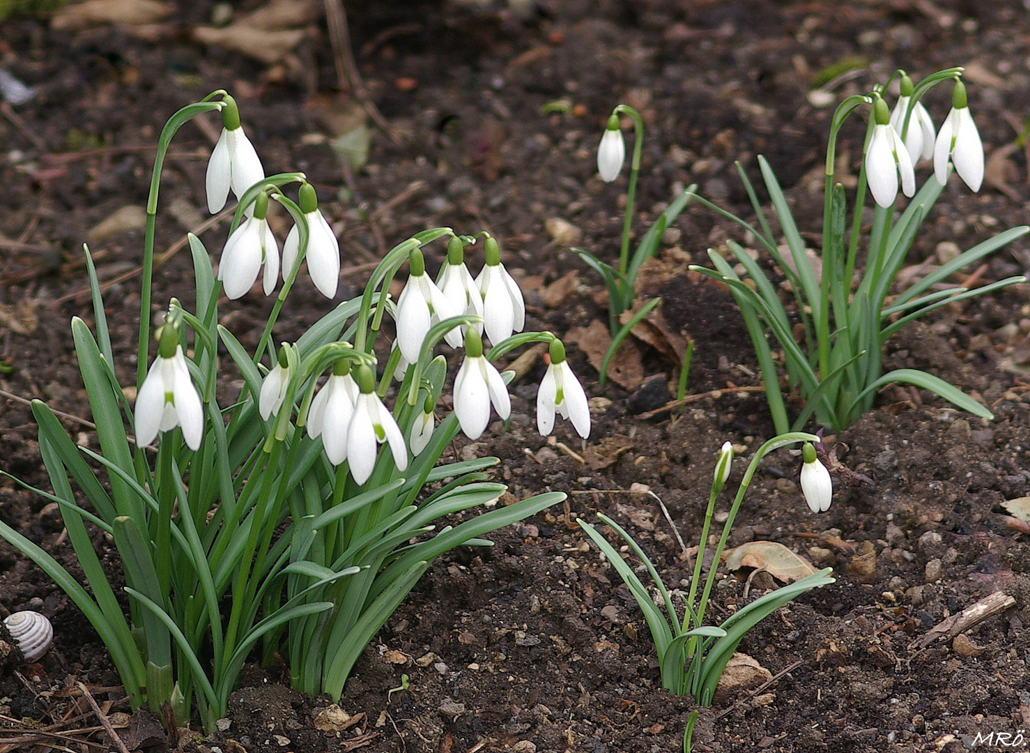 Schneeglöckchen (Galanthus nivalis)