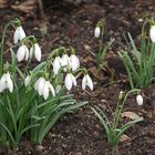 Schneeglöckchen (Galanthus nivalis)