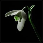 Schneeglöckchen (Galanthus nivalis)