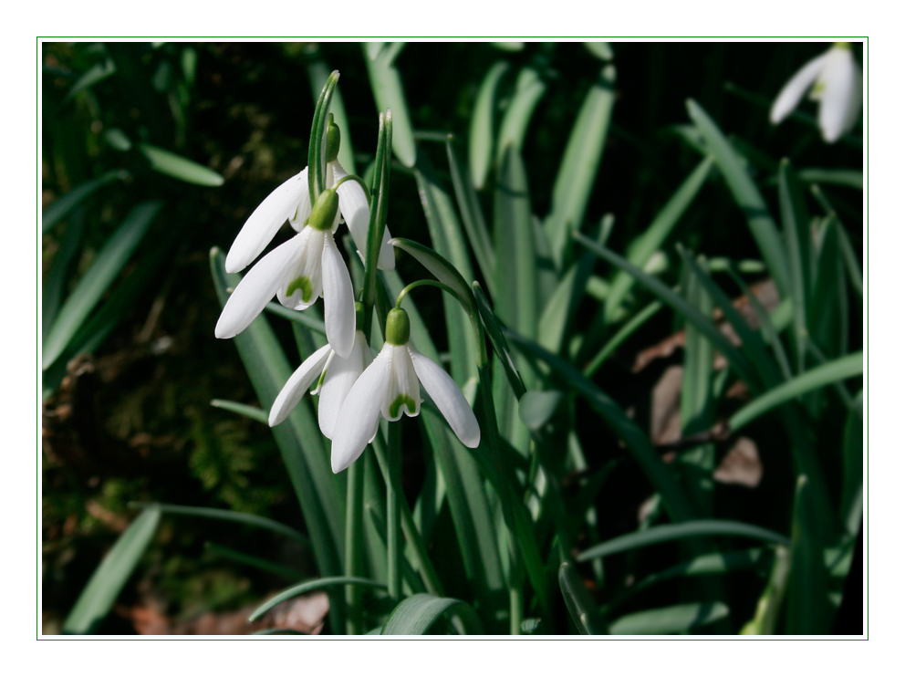 Schneeglöckchen (Galanthus nivalis)