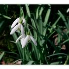 Schneeglöckchen (Galanthus nivalis)