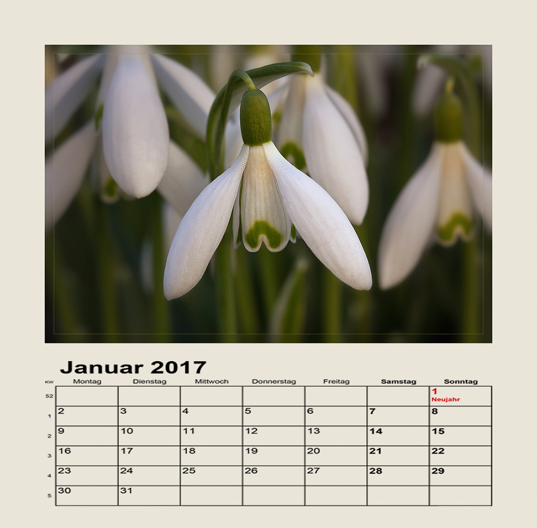 Schneeglöckchen - Galanthus nivalis...