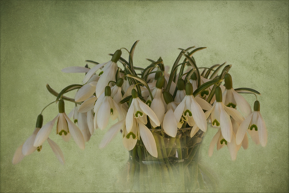 Schneeglöckchen - Galanthus nivalis...