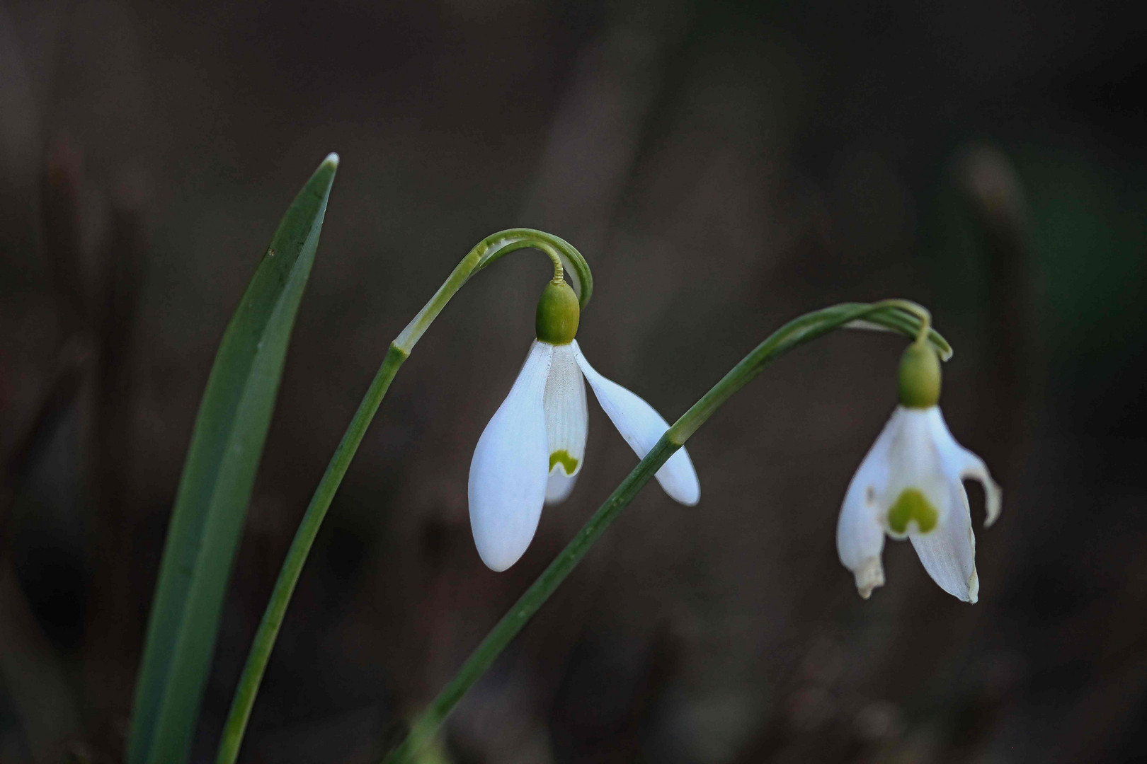 Schneeglöckchen Galanthus nivalis