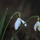 Schneeglöckchen Galanthus nivalis