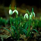 Schneeglöckchen - Galanthus nivalis