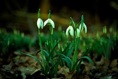 Schneeglöckchen - Galanthus nivalis