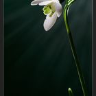 « Schneeglöckchen - Galanthus nivalis »