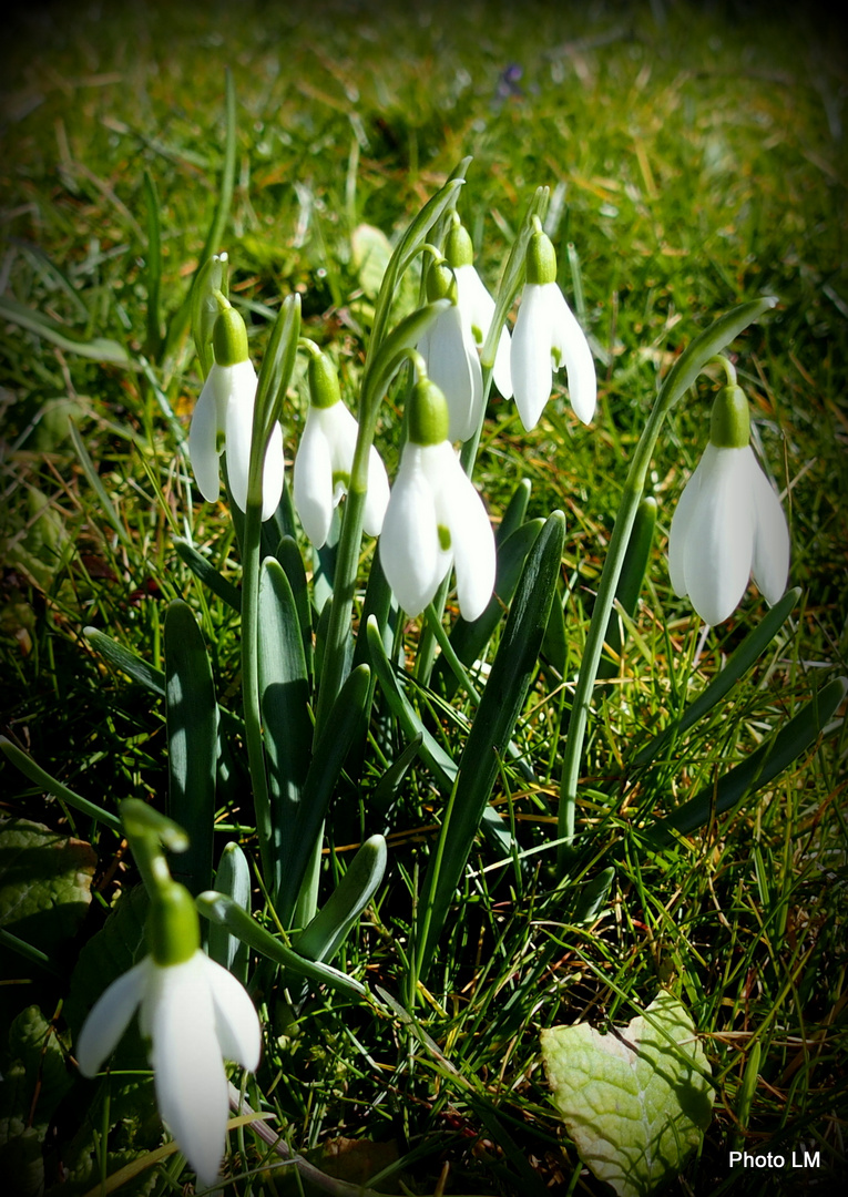 Schneeglöckchen 'Galanthus nivalis'