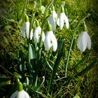 Schneeglöckchen 'Galanthus nivalis'