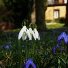 Schneeglöckchen (galanthus nivalis) mit scilla sibirica