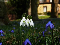 Schneeglöckchen (galanthus nivalis) mit scilla sibirica