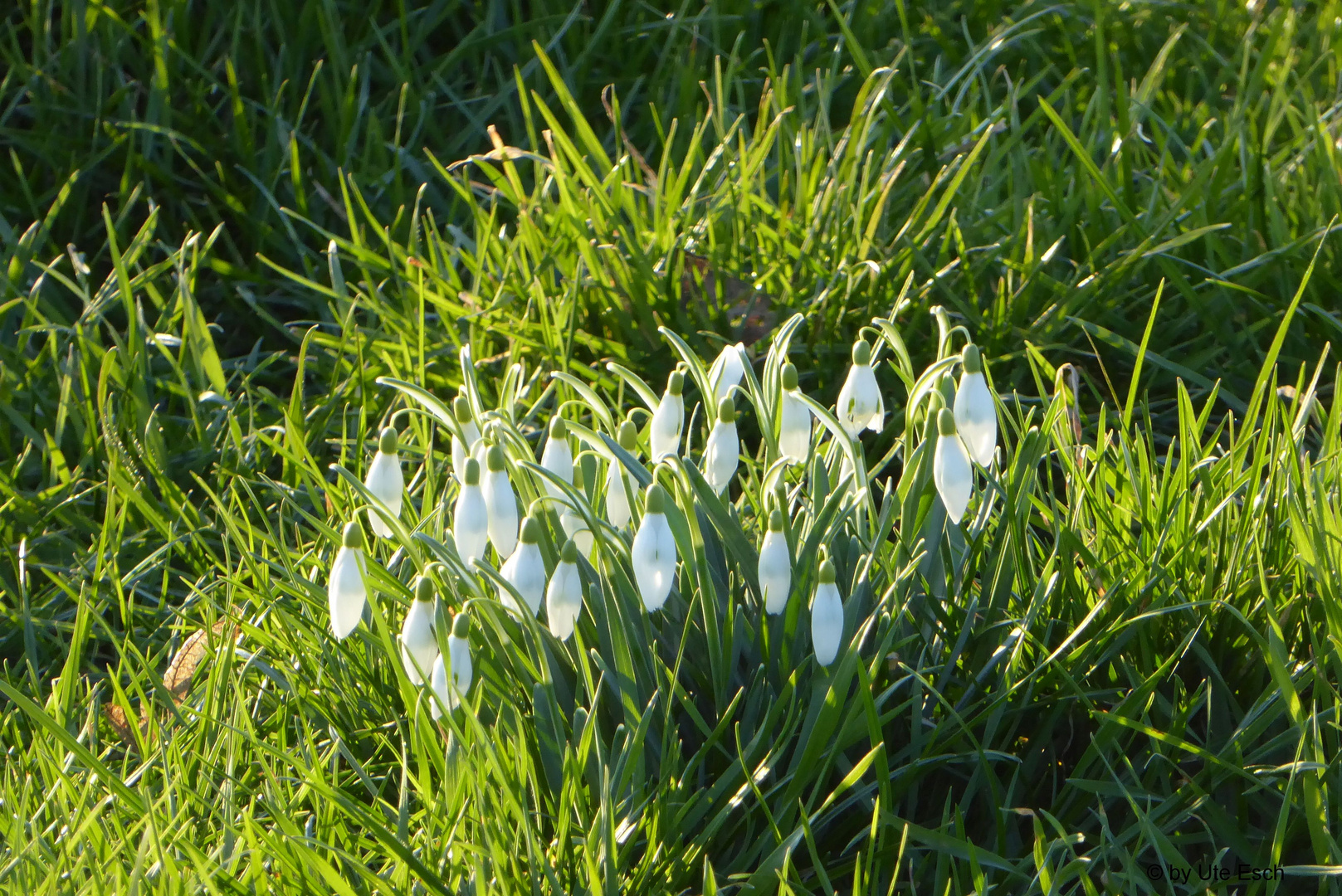 Schneeglöckchen geniessen Sonnenschein