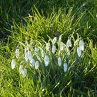 Schneeglöckchen geniessen Sonnenschein