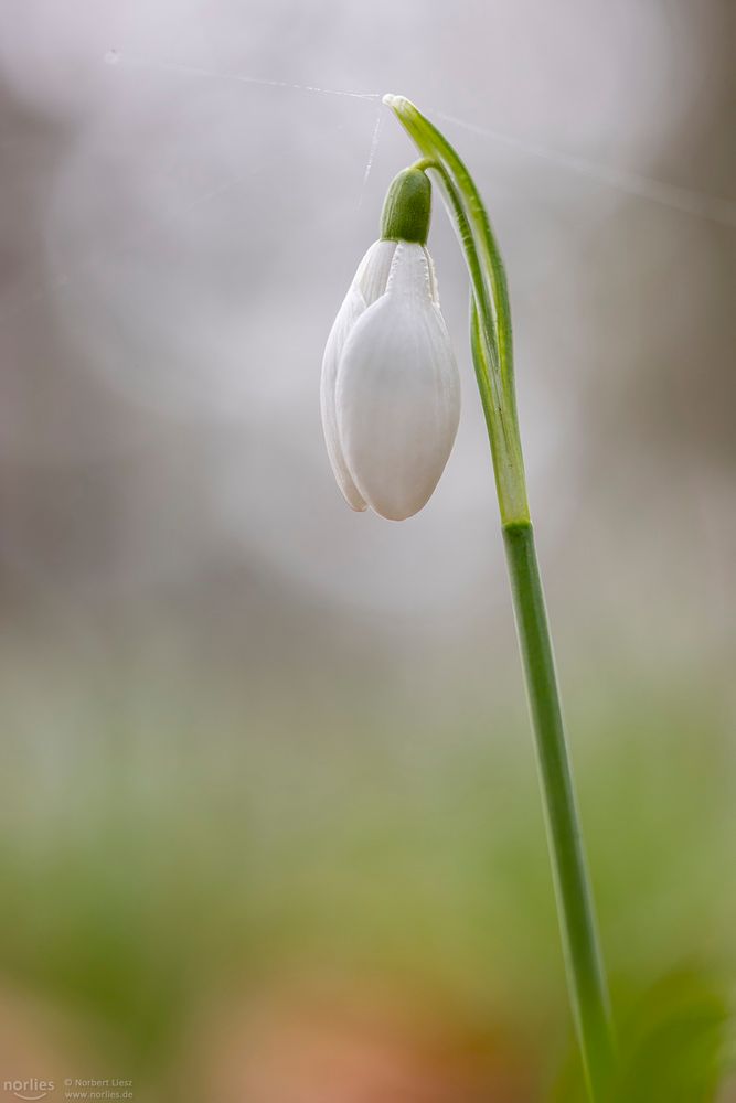 Schneeglöckchen geschlossen