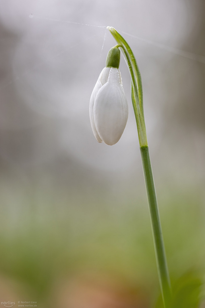 Schneeglöckchen geschlossen