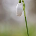 Schneeglöckchen geschlossen